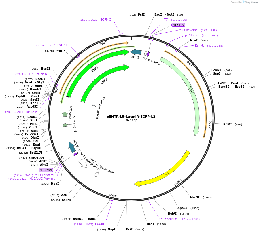 32587-plasmid-map-sequence-id-37929