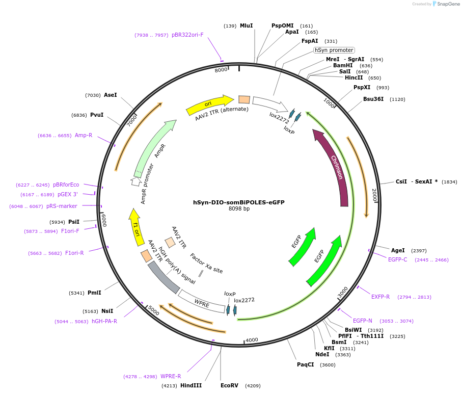 192584-plasmid-map-sequence-id-379290