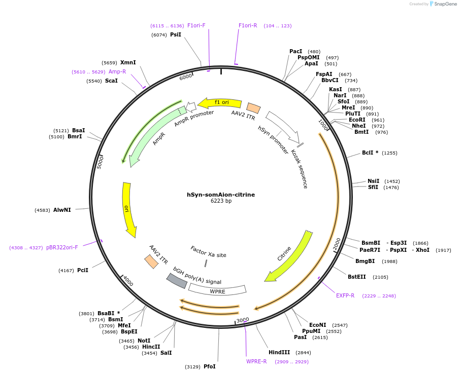 192570-plasmid-map-sequence-id-379299