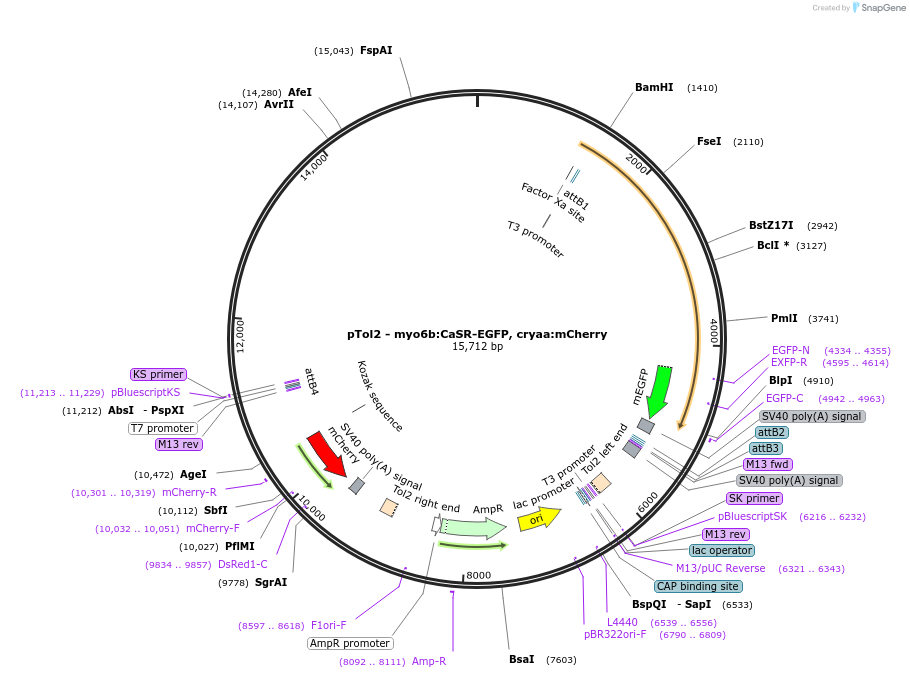 191500-plasmid-map-sequence-id-379300