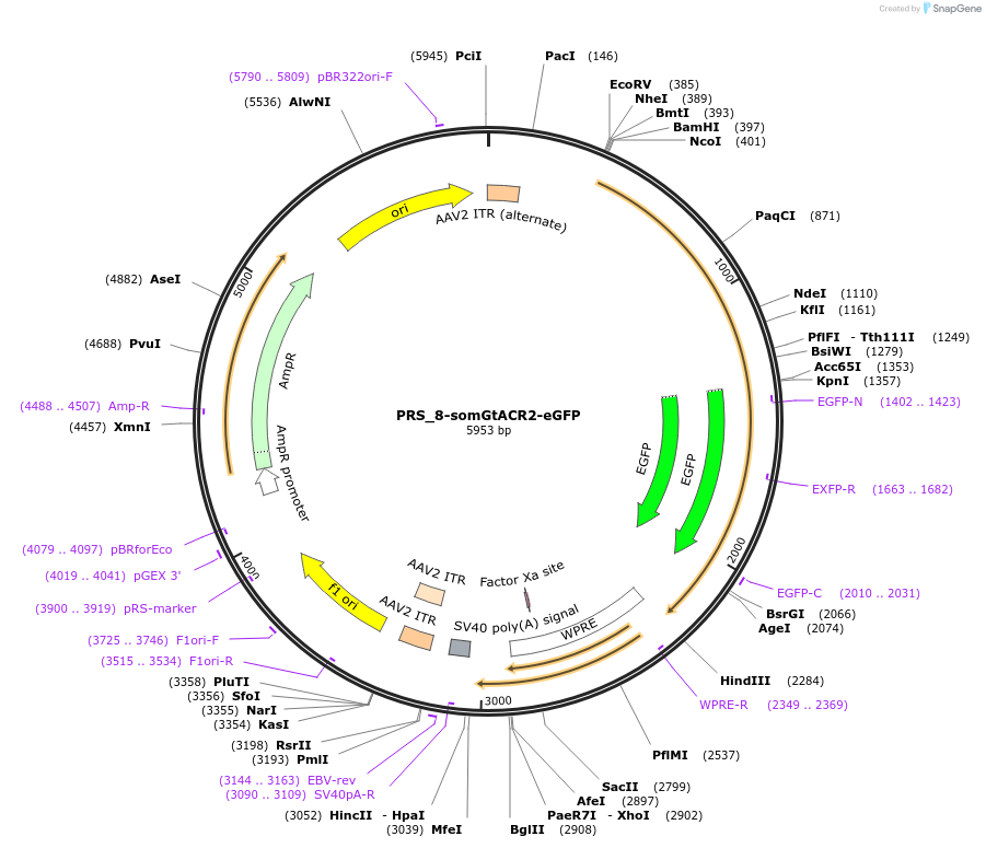 192590-plasmid-map-sequence-id-379302