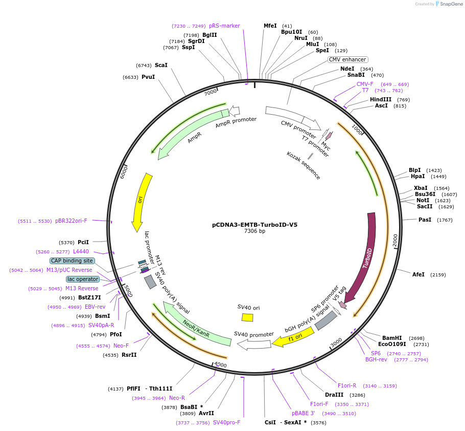 190736-plasmid-map-sequence-id-379320
