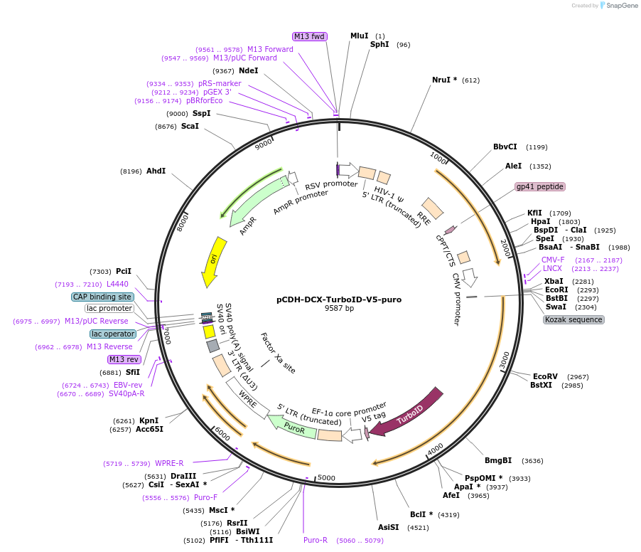 190742-plasmid-map-sequence-id-379321