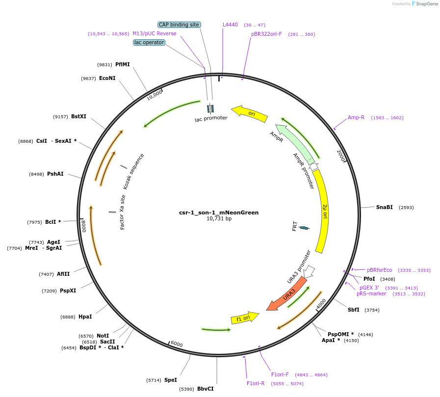 191743-plasmid-map-sequence-id-379323