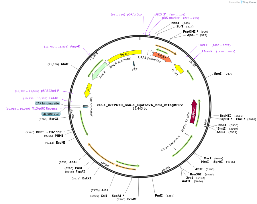 191751-plasmid-map-sequence-id-379333