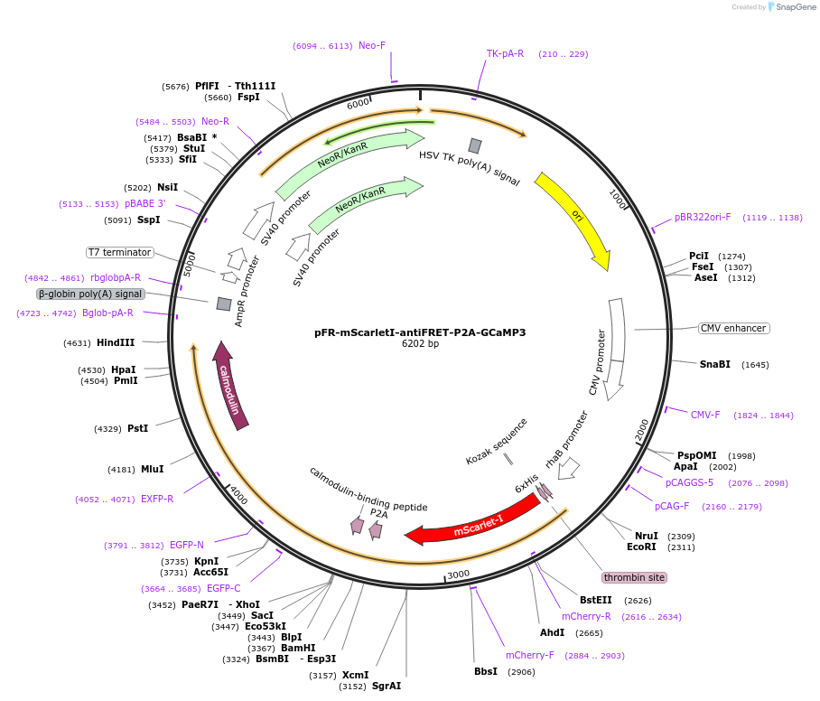 191460-plasmid-map-sequence-id-379340
