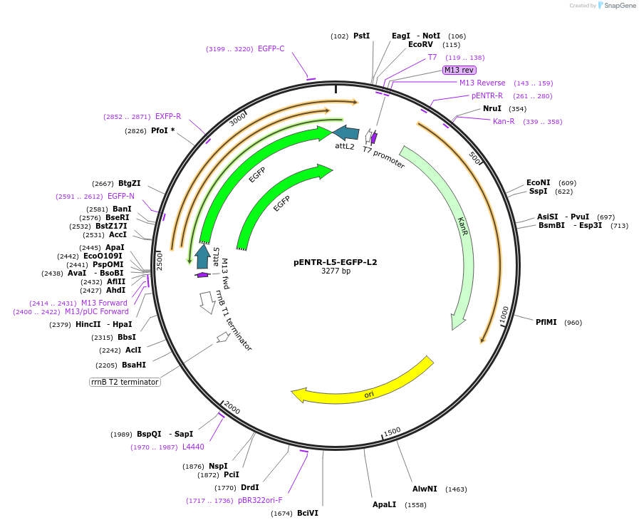 32593-plasmid-map-sequence-id-37935