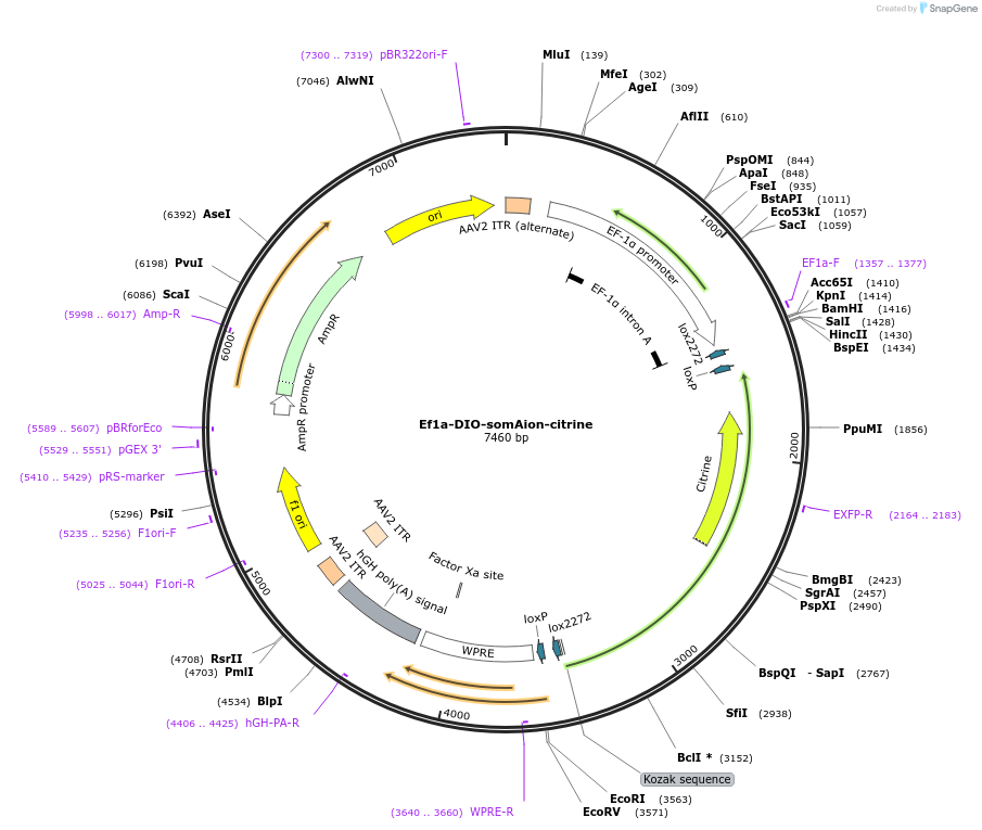 192573-plasmid-map-sequence-id-379368