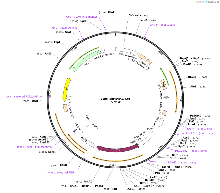 193215-plasmid-map-sequence-id-379395