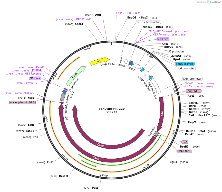 192932-plasmid-map-sequence-id-379398