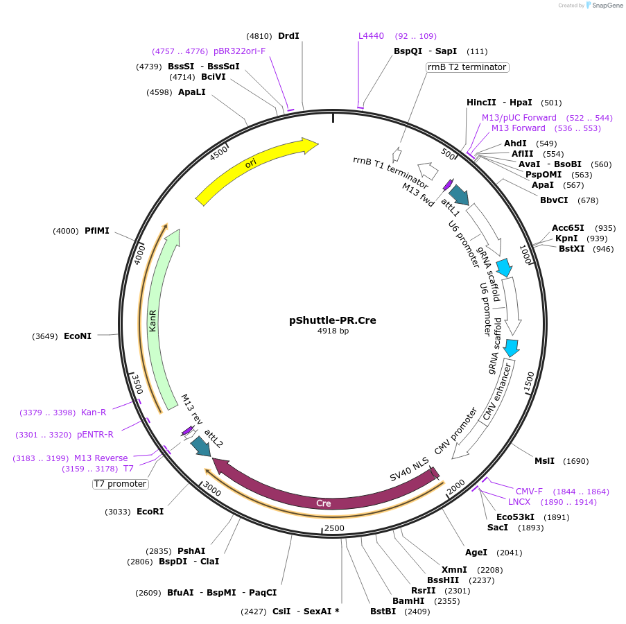 192933-plasmid-map-sequence-id-379405