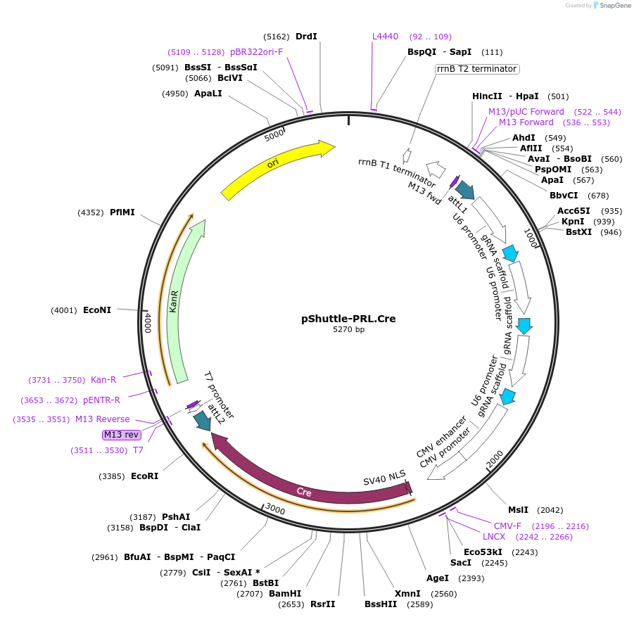 192934-plasmid-map-sequence-id-379406