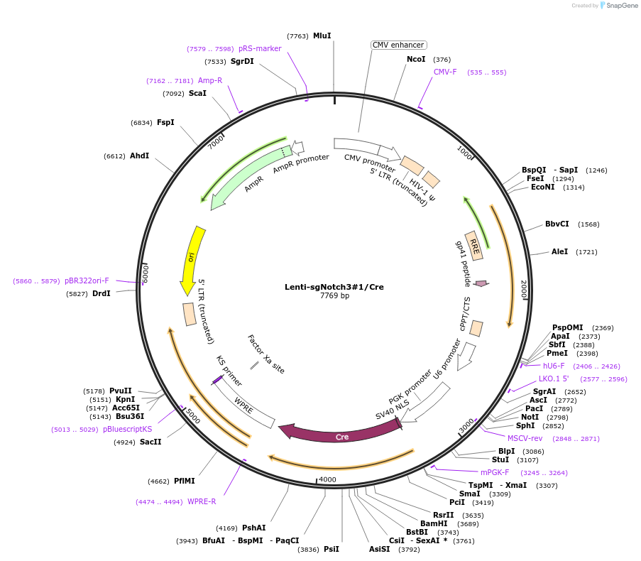 193227-plasmid-map-sequence-id-379410
