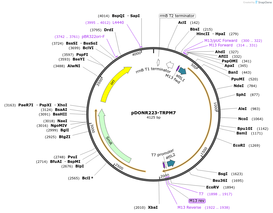 23476-plasmid-map-sequence-id-379411