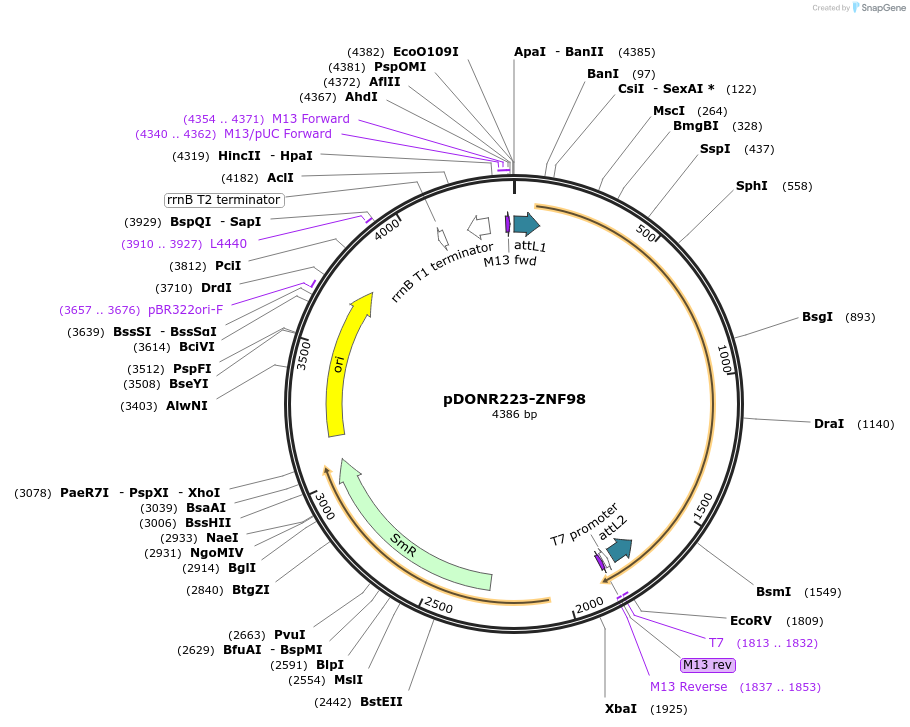 88567-plasmid-map-sequence-id-379412
