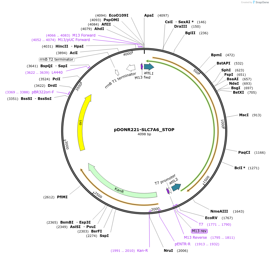 161375-plasmid-map-sequence-id-379413