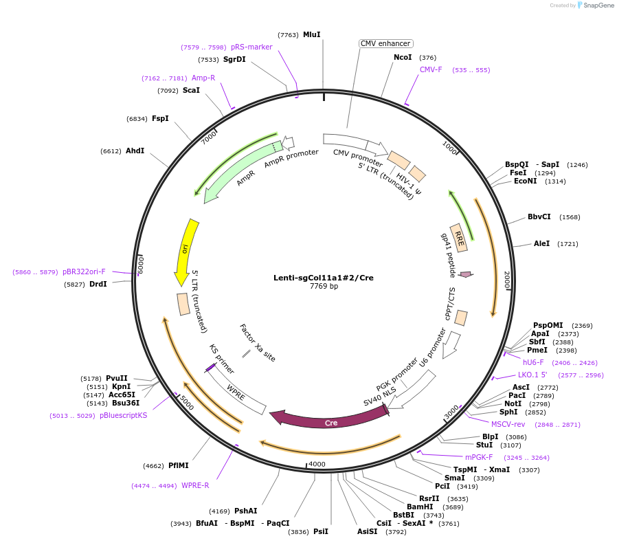 193206-plasmid-map-sequence-id-379421