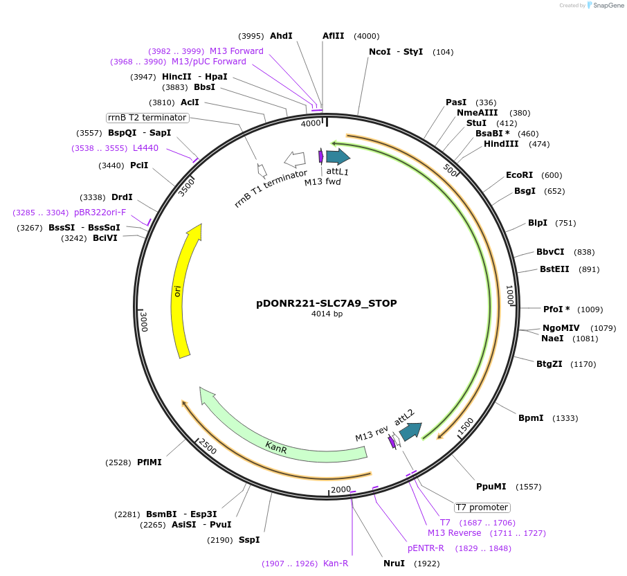 161411-plasmid-map-sequence-id-379422