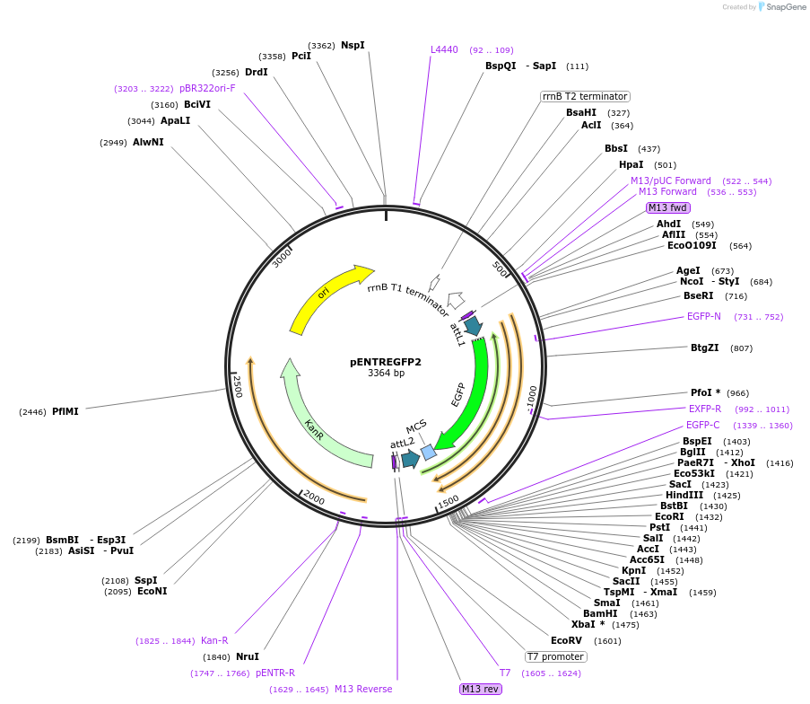 22450-plasmid-map-sequence-id-379425