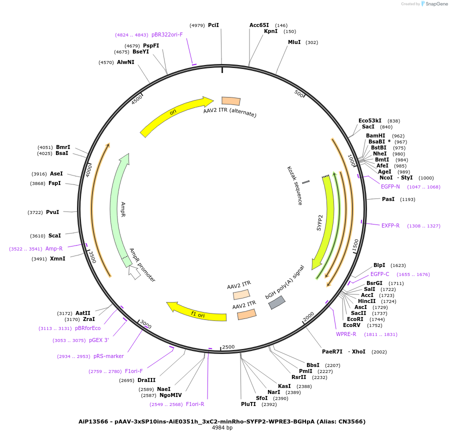 191732-plasmid-map-sequence-id-379463