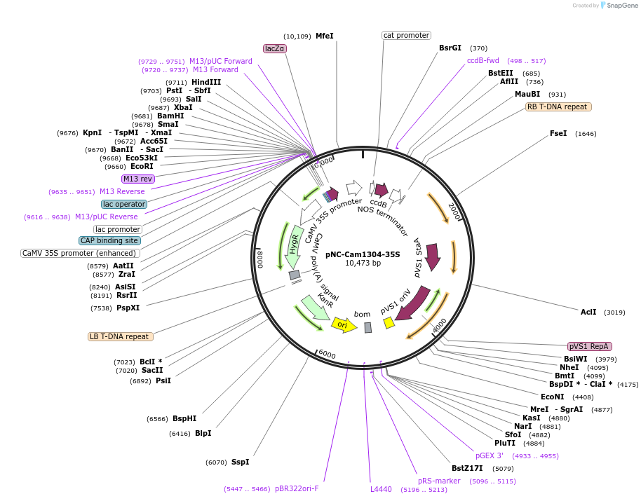 193384-plasmid-map-sequence-id-379464