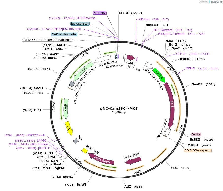 193387-plasmid-map-sequence-id-379473