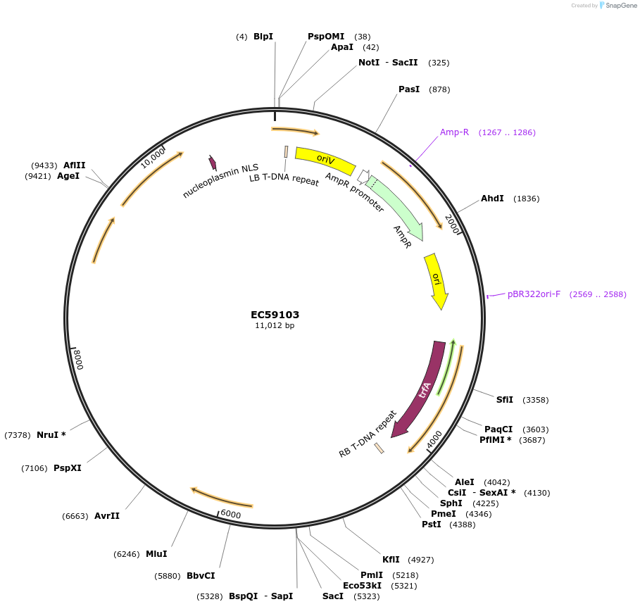 191785-plasmid-map-sequence-id-379490