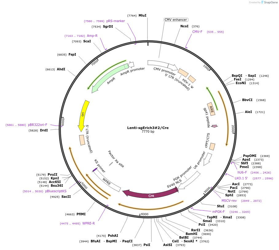 193212-plasmid-map-sequence-id-379491