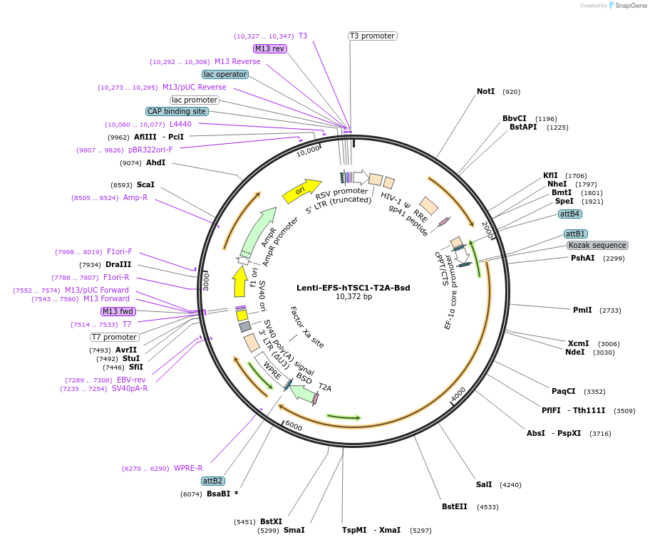193199-plasmid-map-sequence-id-379498
