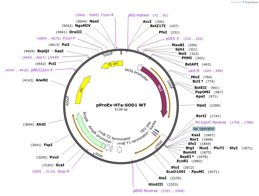 191849-plasmid-map-sequence-id-379507