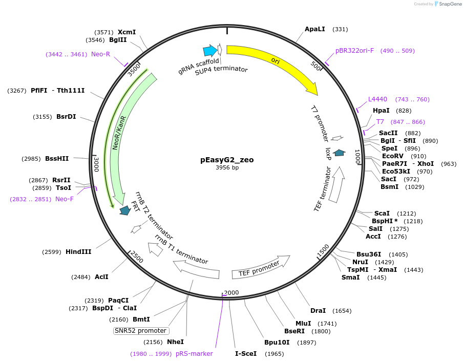 184913-plasmid-map-sequence-id-379508