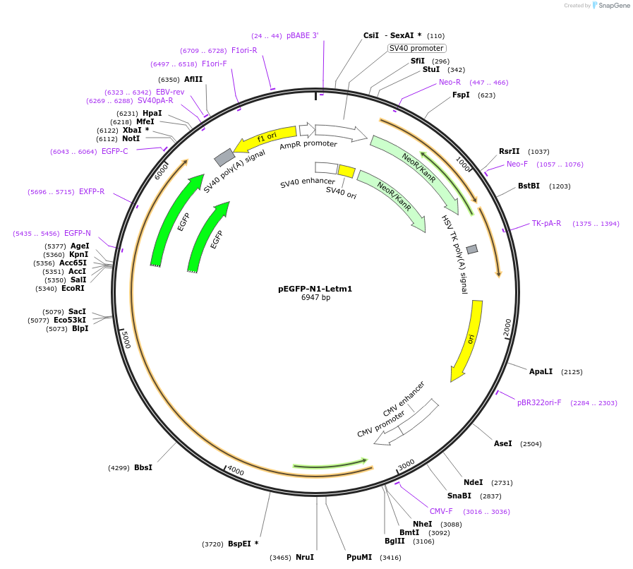 191937-plasmid-map-sequence-id-379512