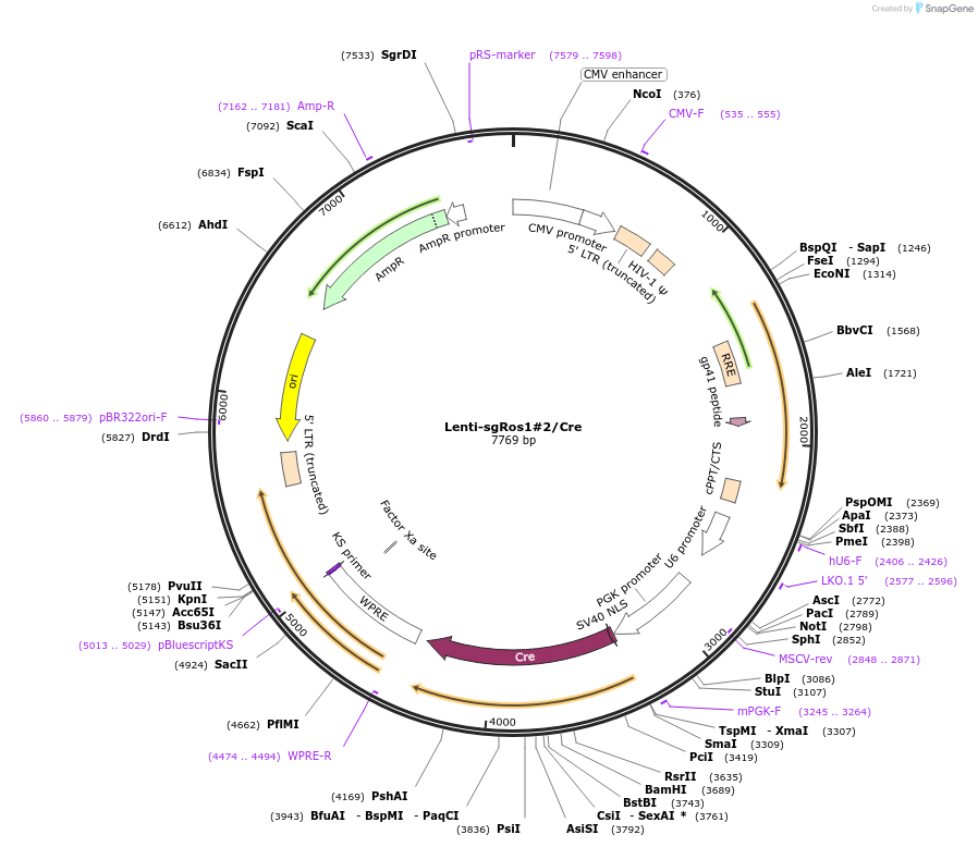 193234-plasmid-map-sequence-id-379546