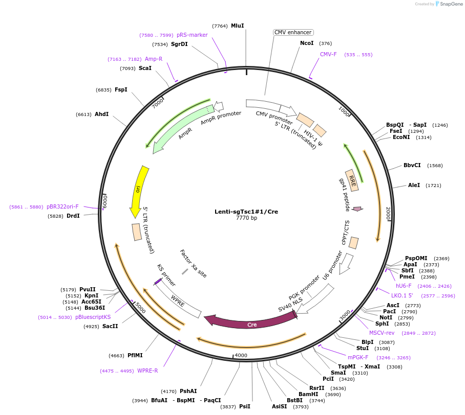 193246-plasmid-map-sequence-id-379554