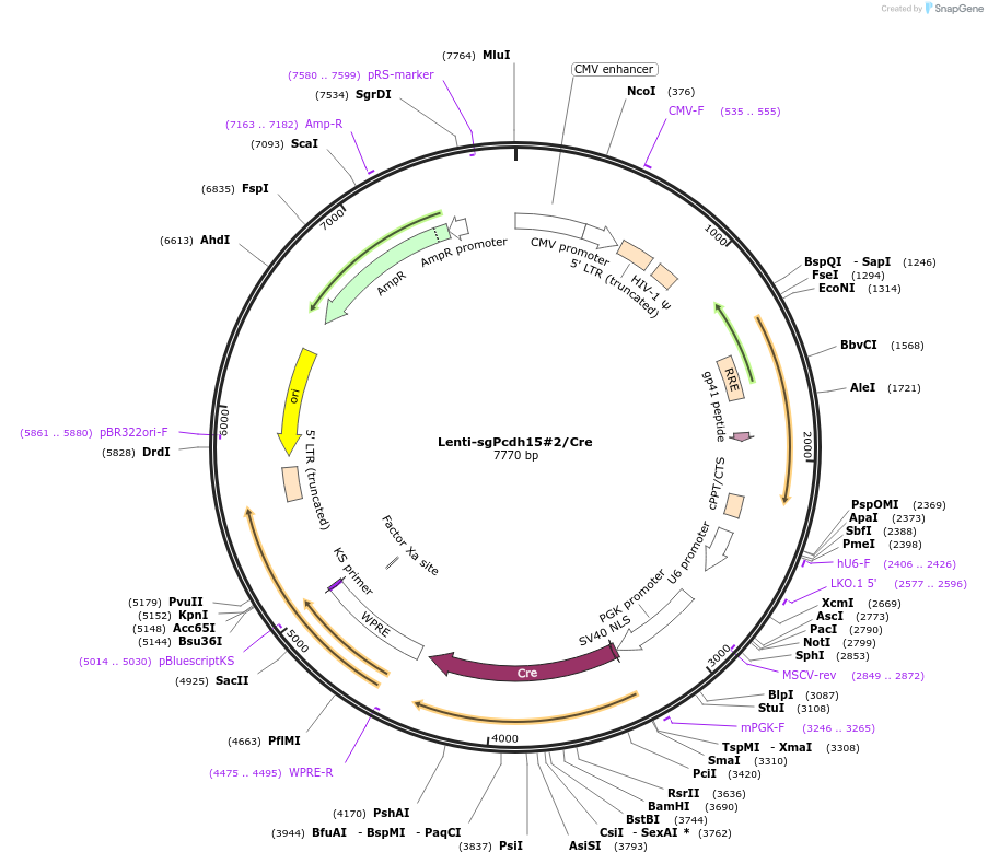 193230-plasmid-map-sequence-id-379558