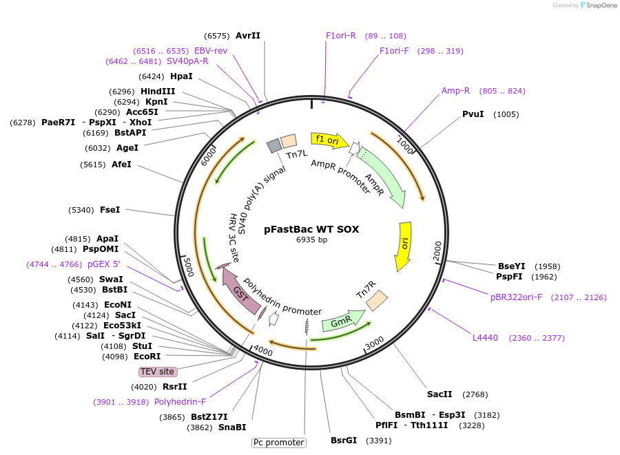 192055-plasmid-map-sequence-id-379561