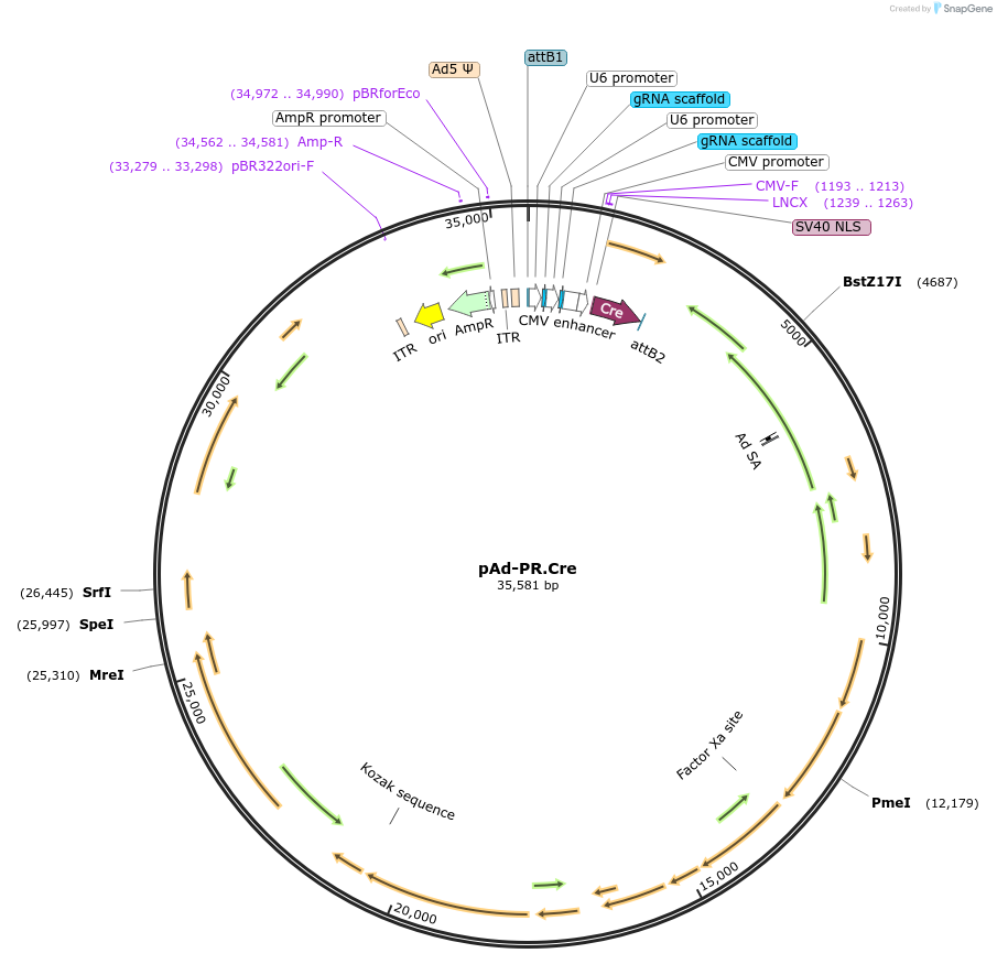 192936-plasmid-map-sequence-id-379565