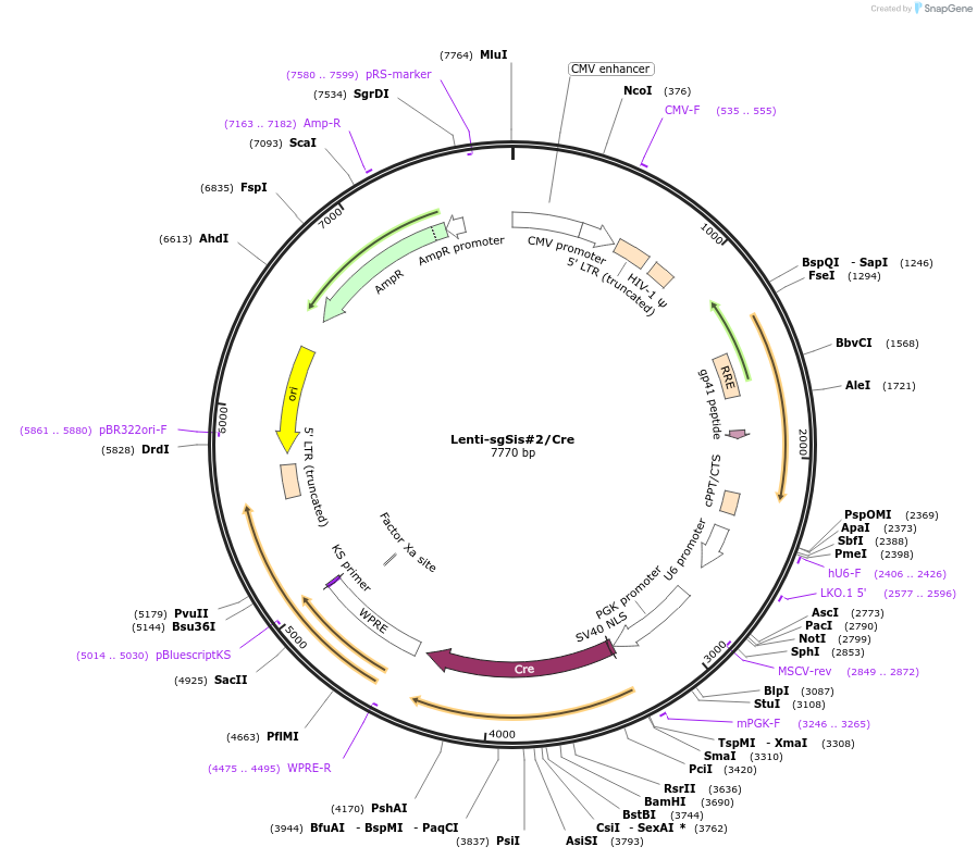 193238-plasmid-map-sequence-id-379569