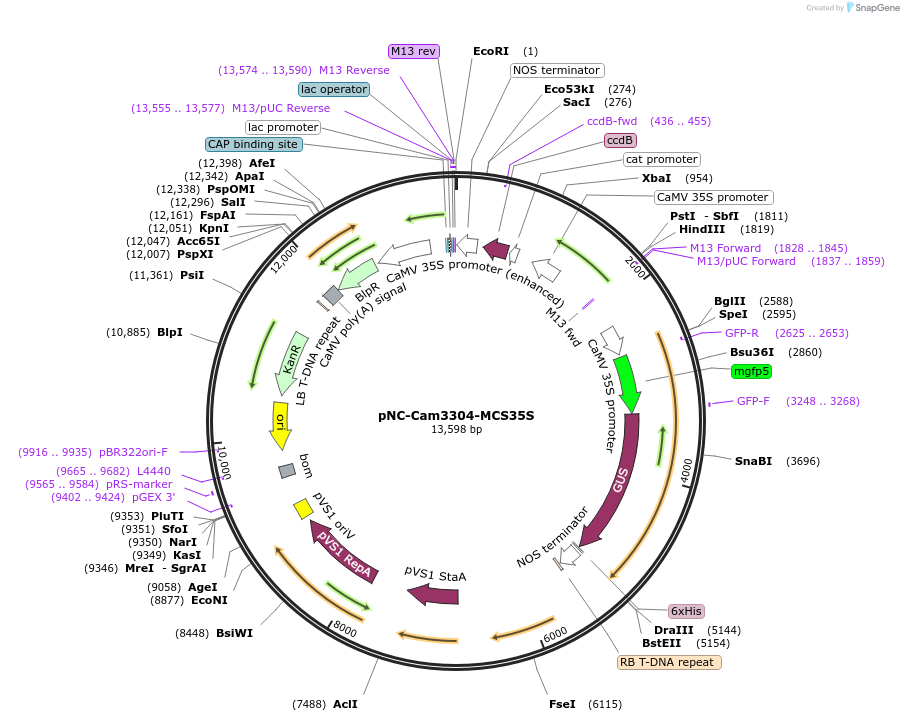 193392-plasmid-map-sequence-id-379574