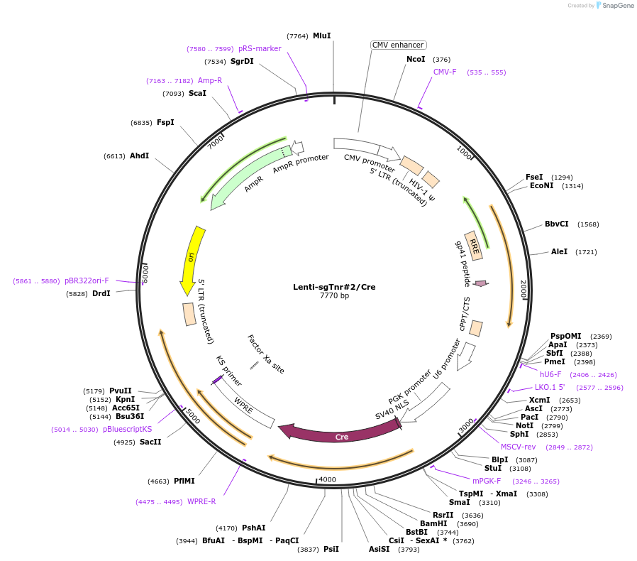 193245-plasmid-map-sequence-id-379578