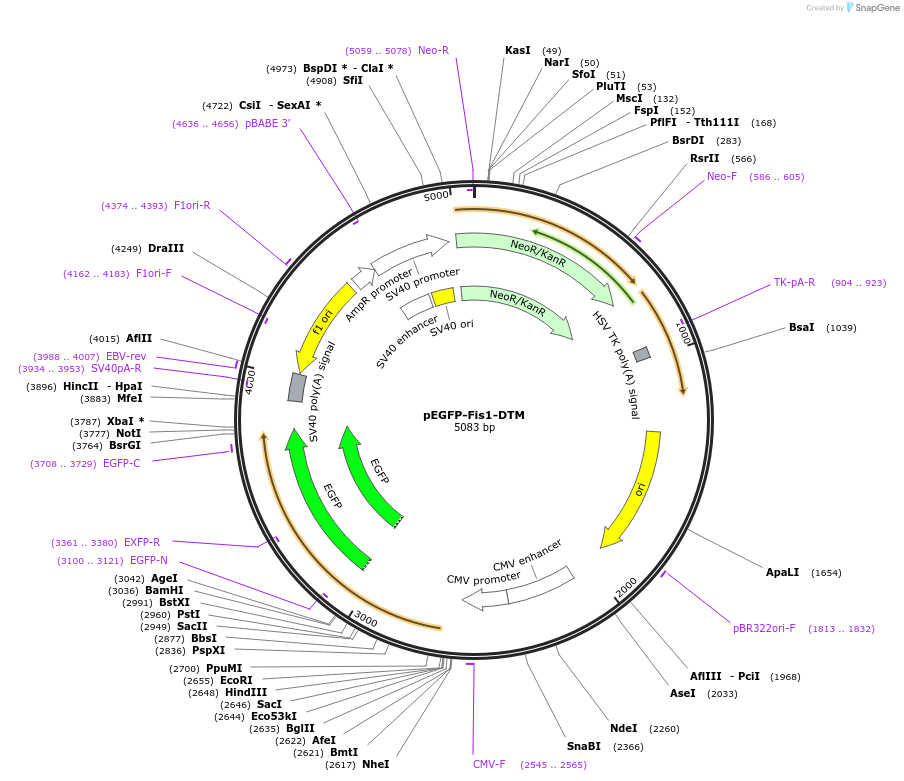 191950-plasmid-map-sequence-id-379584