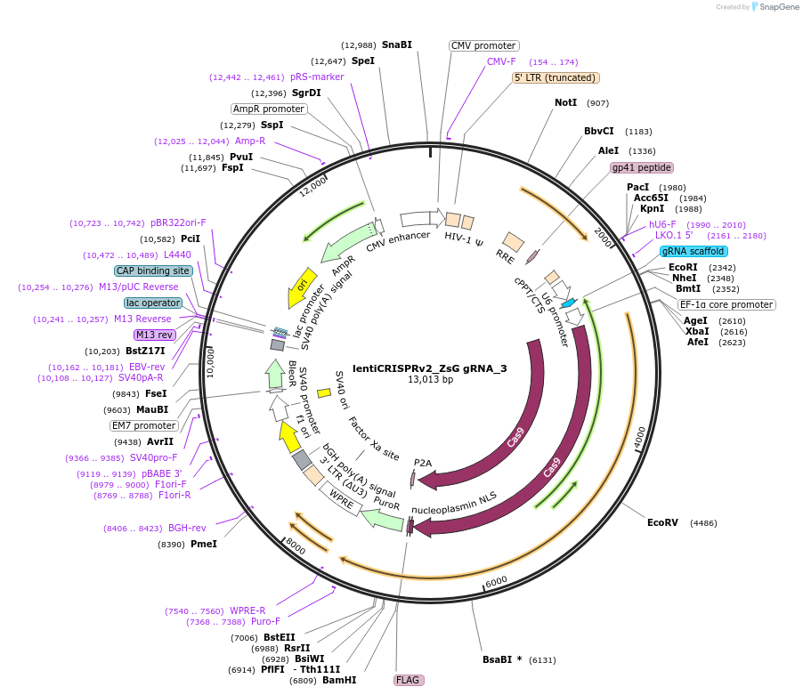 192687-plasmid-map-sequence-id-379588