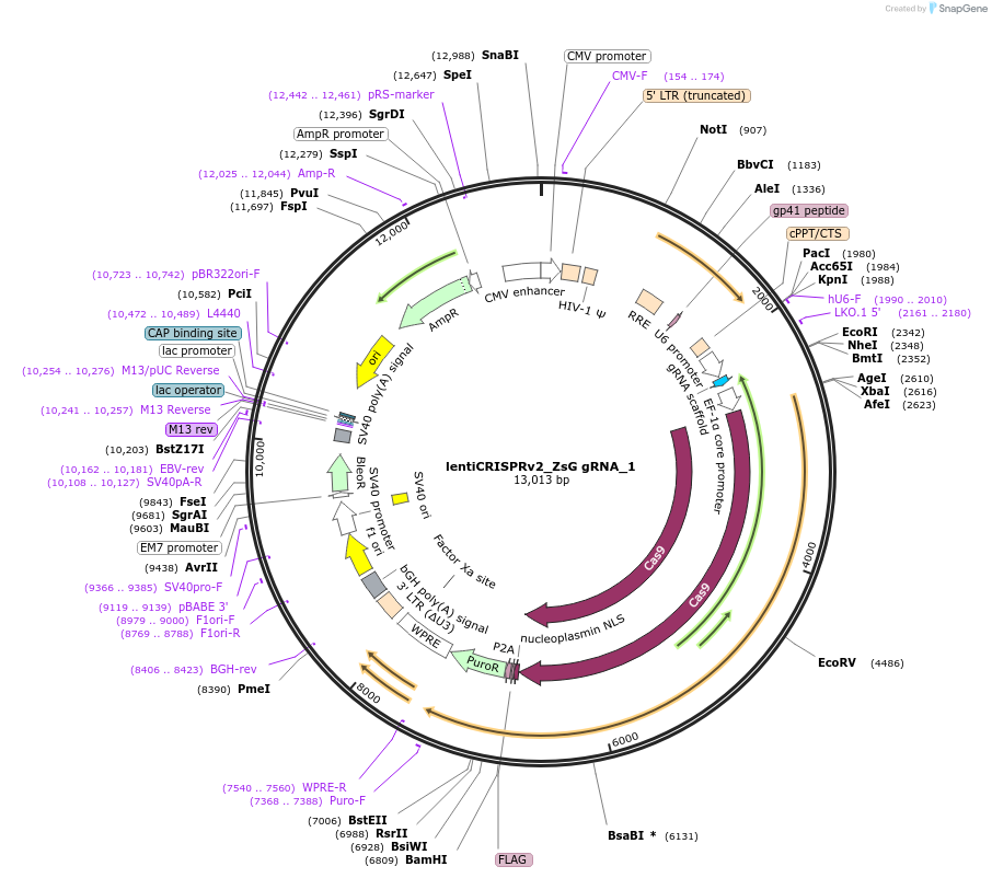 192685-plasmid-map-sequence-id-379591