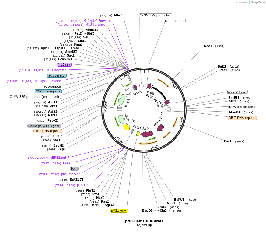 193399-plasmid-map-sequence-id-379612