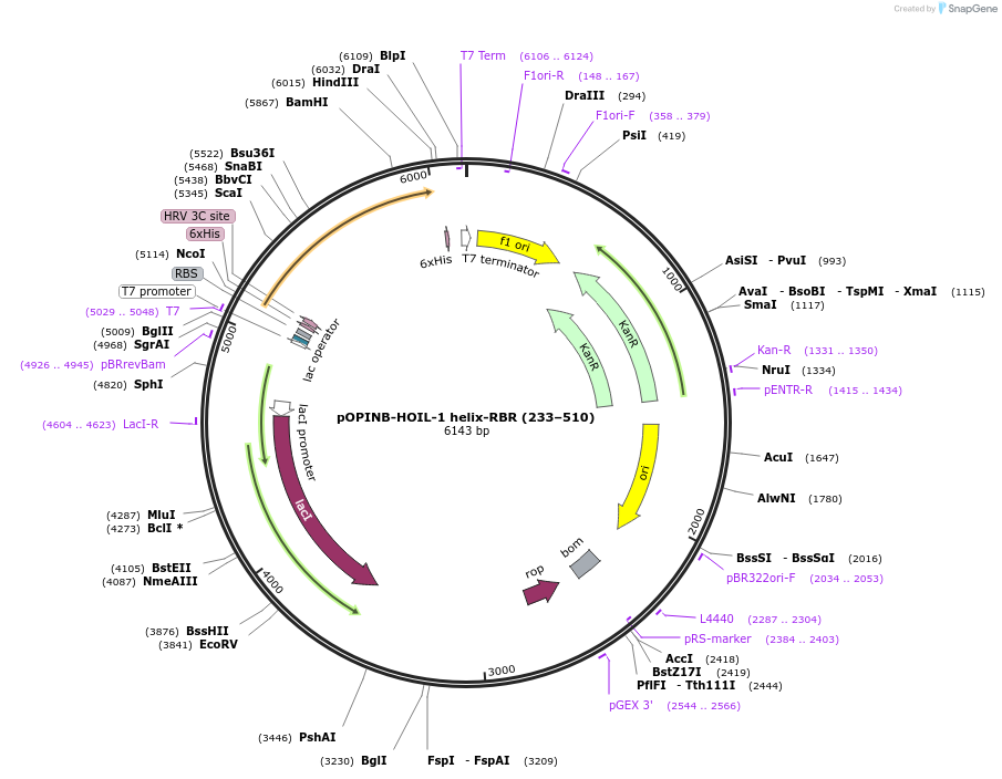 193859-plasmid-map-sequence-id-379616