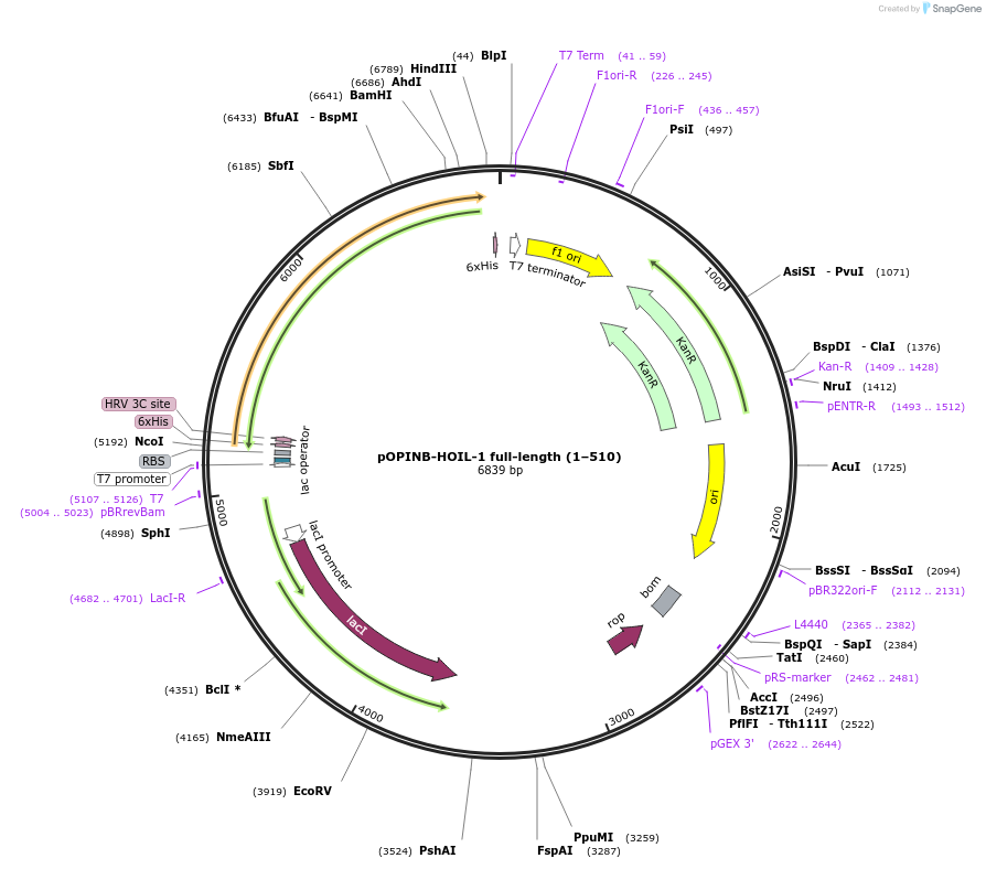 193858-plasmid-map-sequence-id-379617