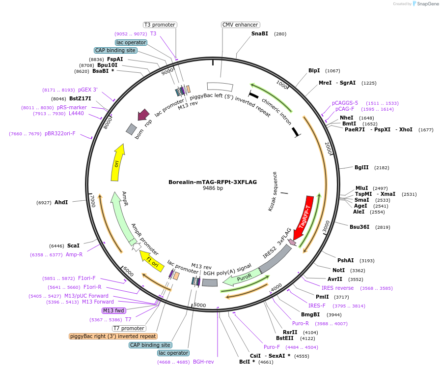 191986-plasmid-map-sequence-id-379621
