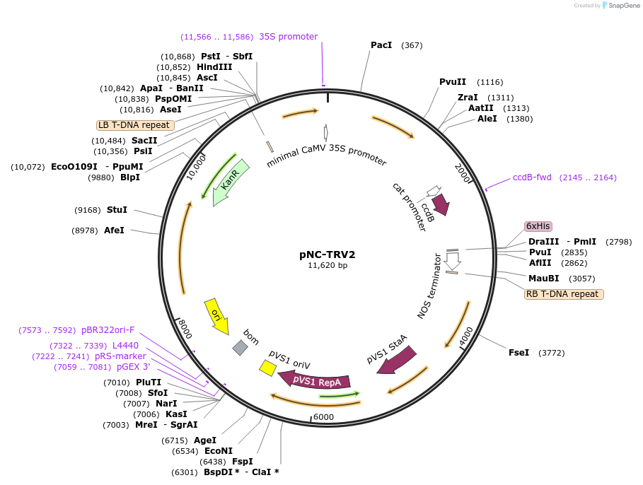 193402-plasmid-map-sequence-id-379628