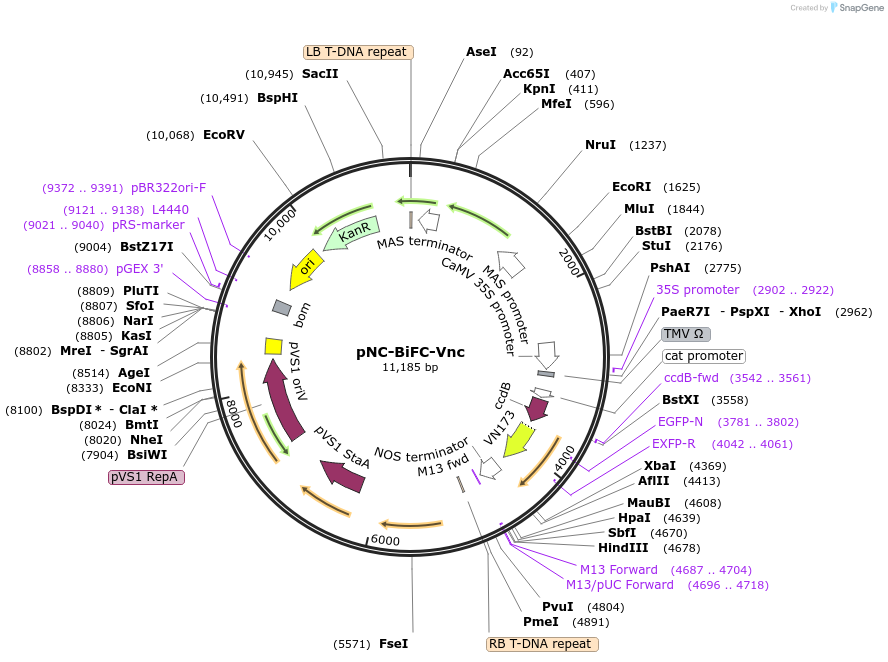193423-plasmid-map-sequence-id-379630