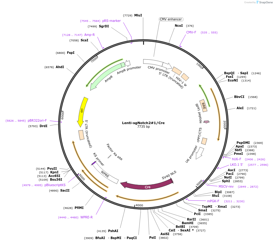 193225-plasmid-map-sequence-id-379632
